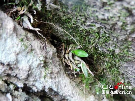 探村英山——村光宜人桃花冲