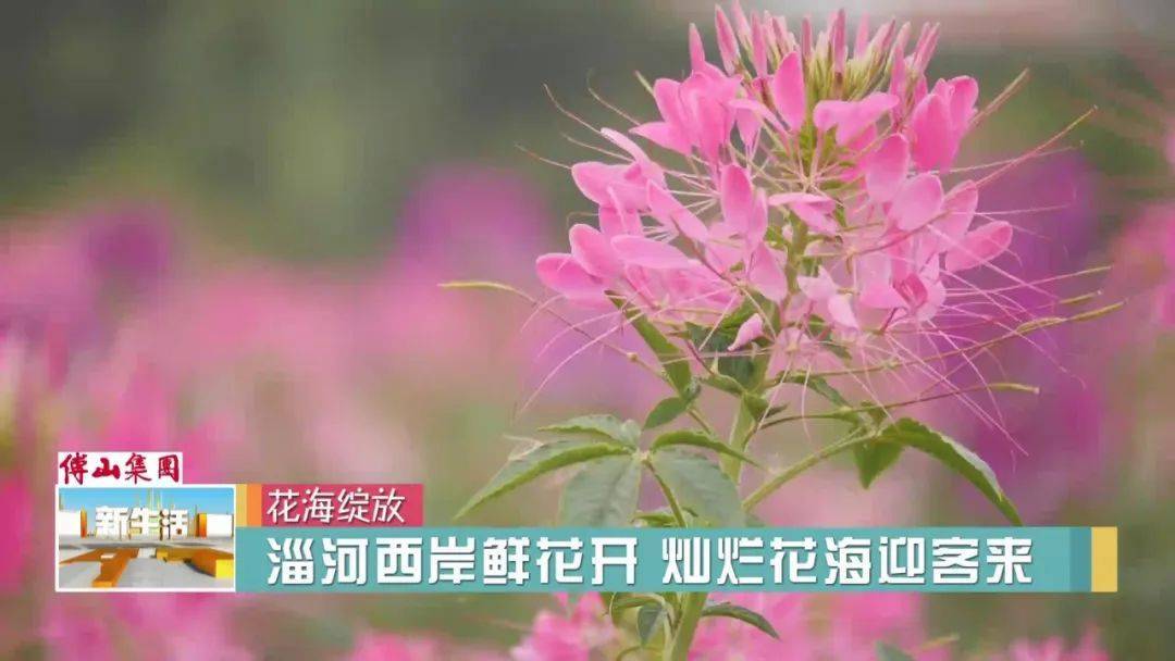 【喜迎二十大 】淄河西岸鲜花开 灿烂花海迎客来