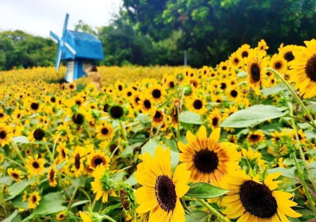 太美了~国庆假期去哪玩？南宁这片向日葵花田等你来！