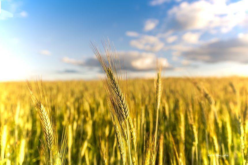 农发行：安排1700亿元信贷规模支持秋粮收购