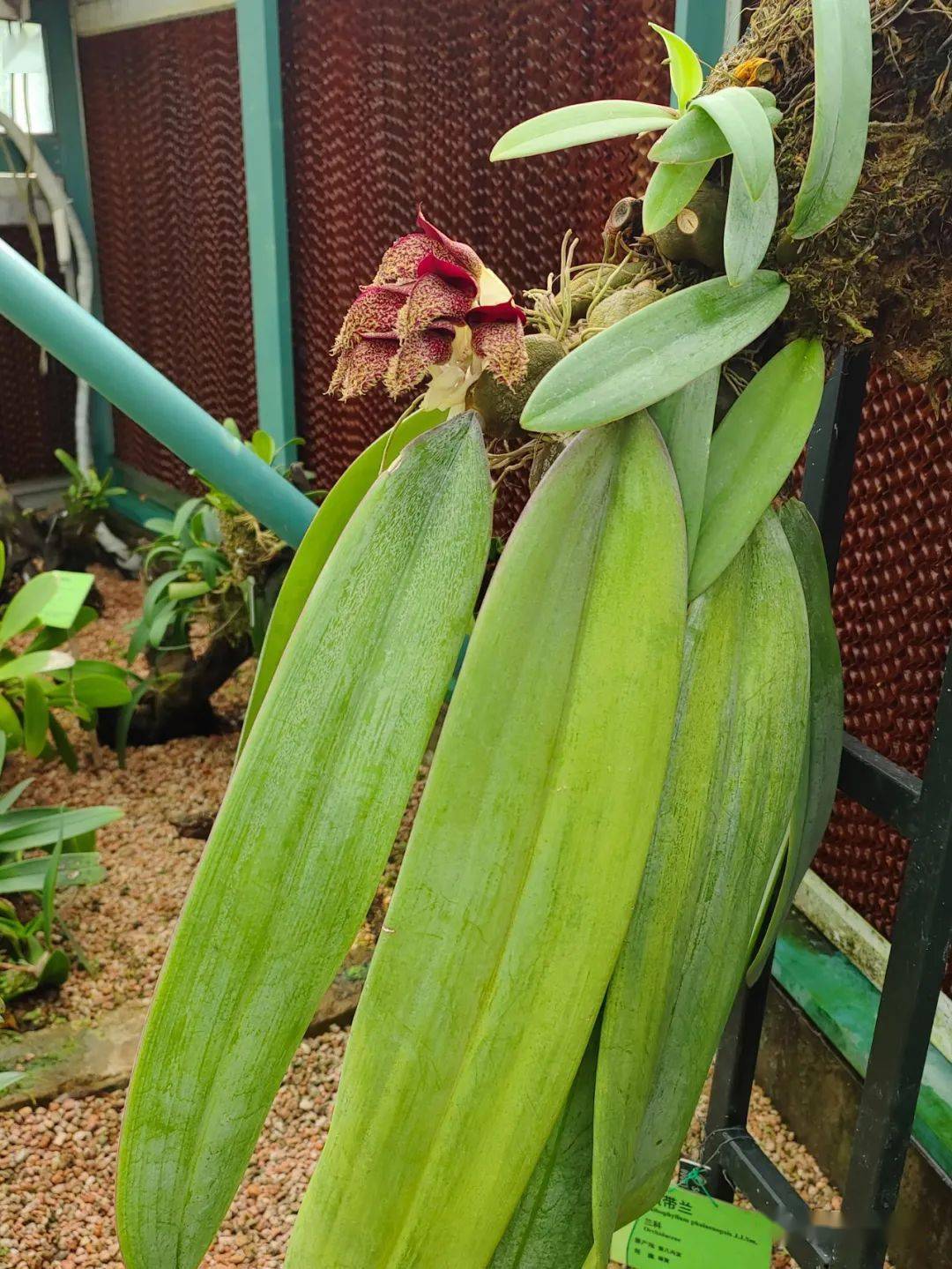 打卡"植物之最"