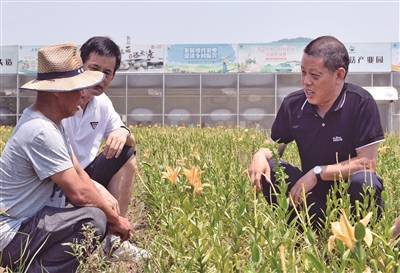 在乡村共富路上“一犁耕到头”