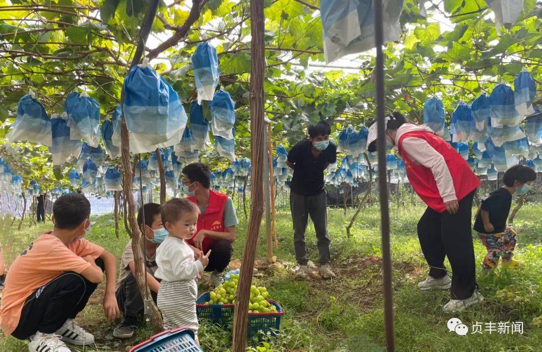 贞丰：国庆假期游客享田园乐趣 特色水果采摘忙