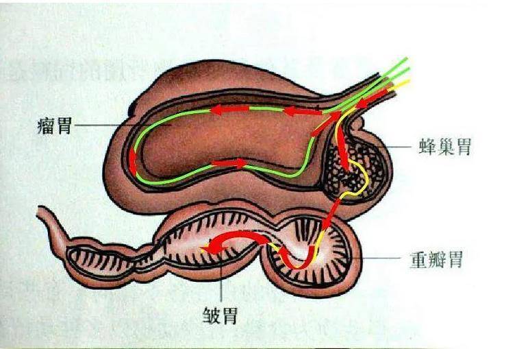 羊奶有膻味的原因_脂肪酸_反刍动物_微生物