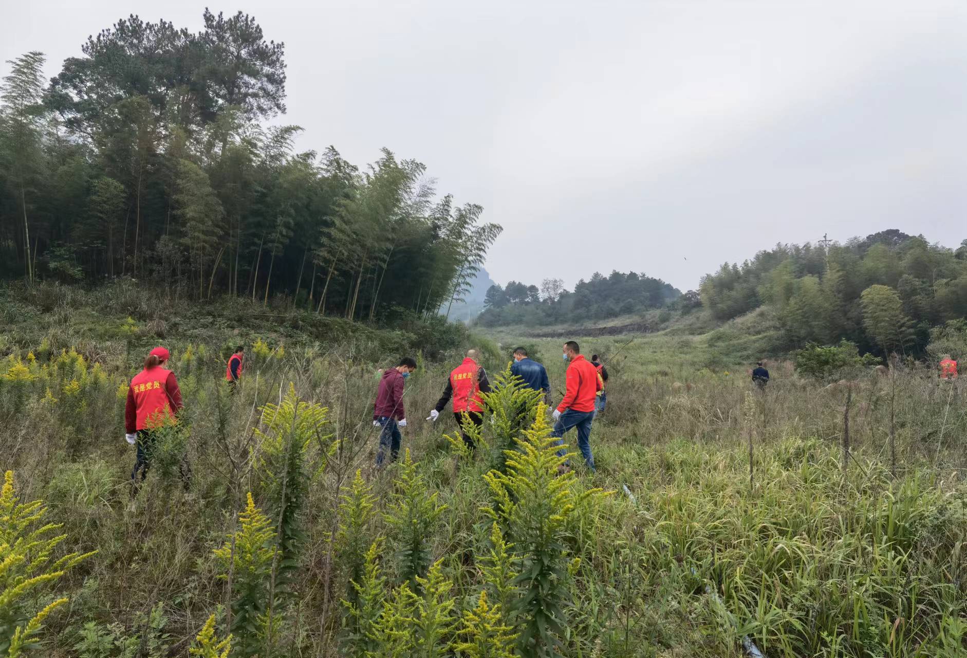 綦江：古剑山清除“一枝黄花”筑牢生态安全屏障