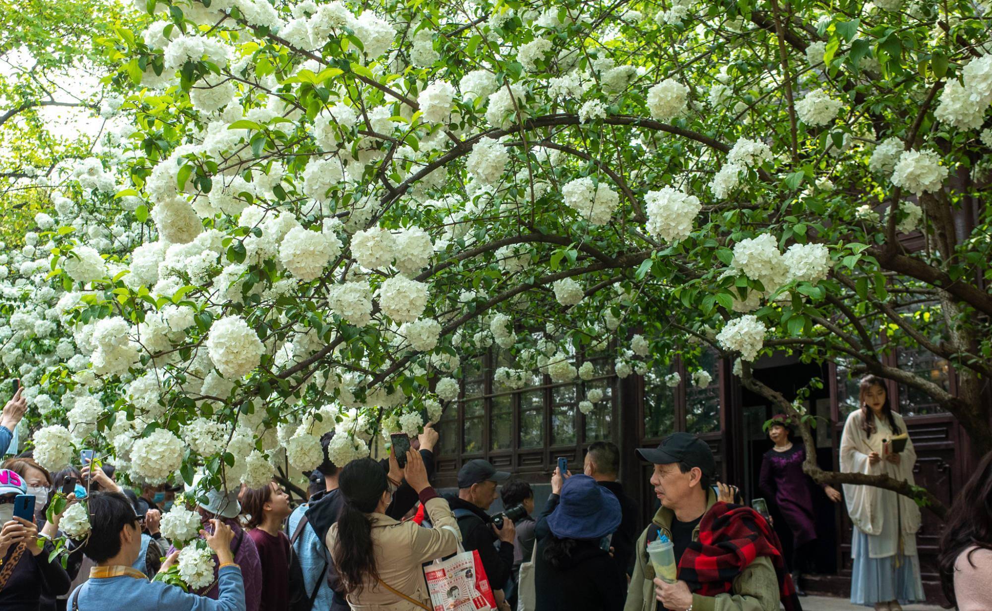 又到一年绣球花开时，南京这2个地方是最佳的观赏地，门票都免费