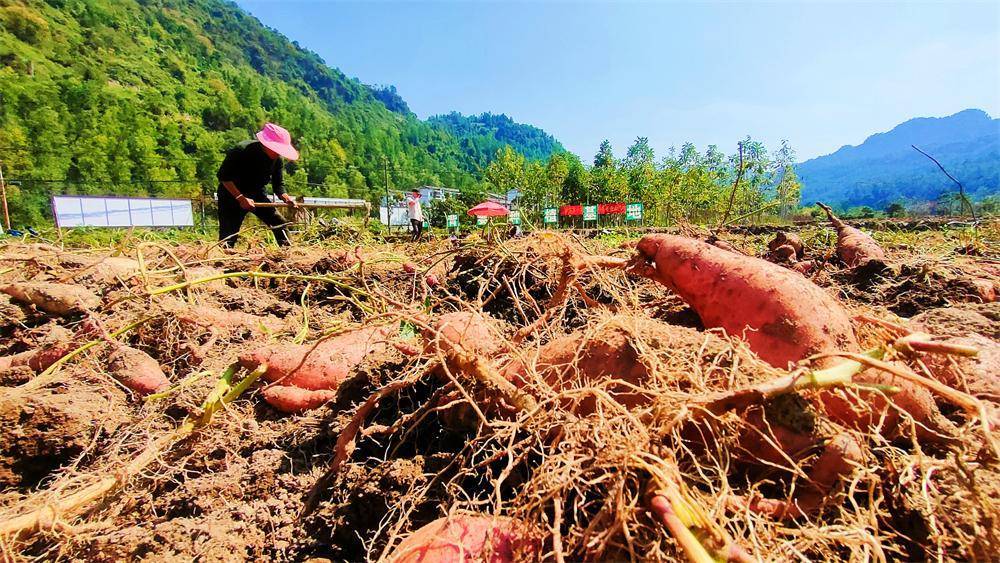 张家界小背篓:红薯喜丰收 一片"薯"光奔小康_种植_原
