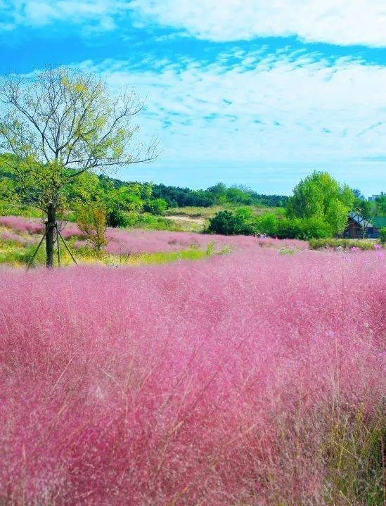 季节限定美景来啦！ 西海岸这儿有片“粉色海洋”