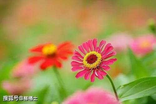 代生孩子（新课标背景下的语文任务设计研究）