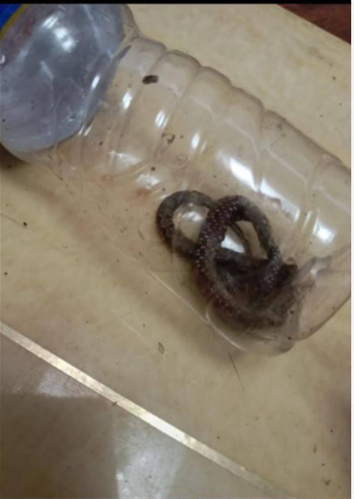 广州借卵价格（小猫叼进屋的毒蛇咬伤女主人，医院紧急救治）