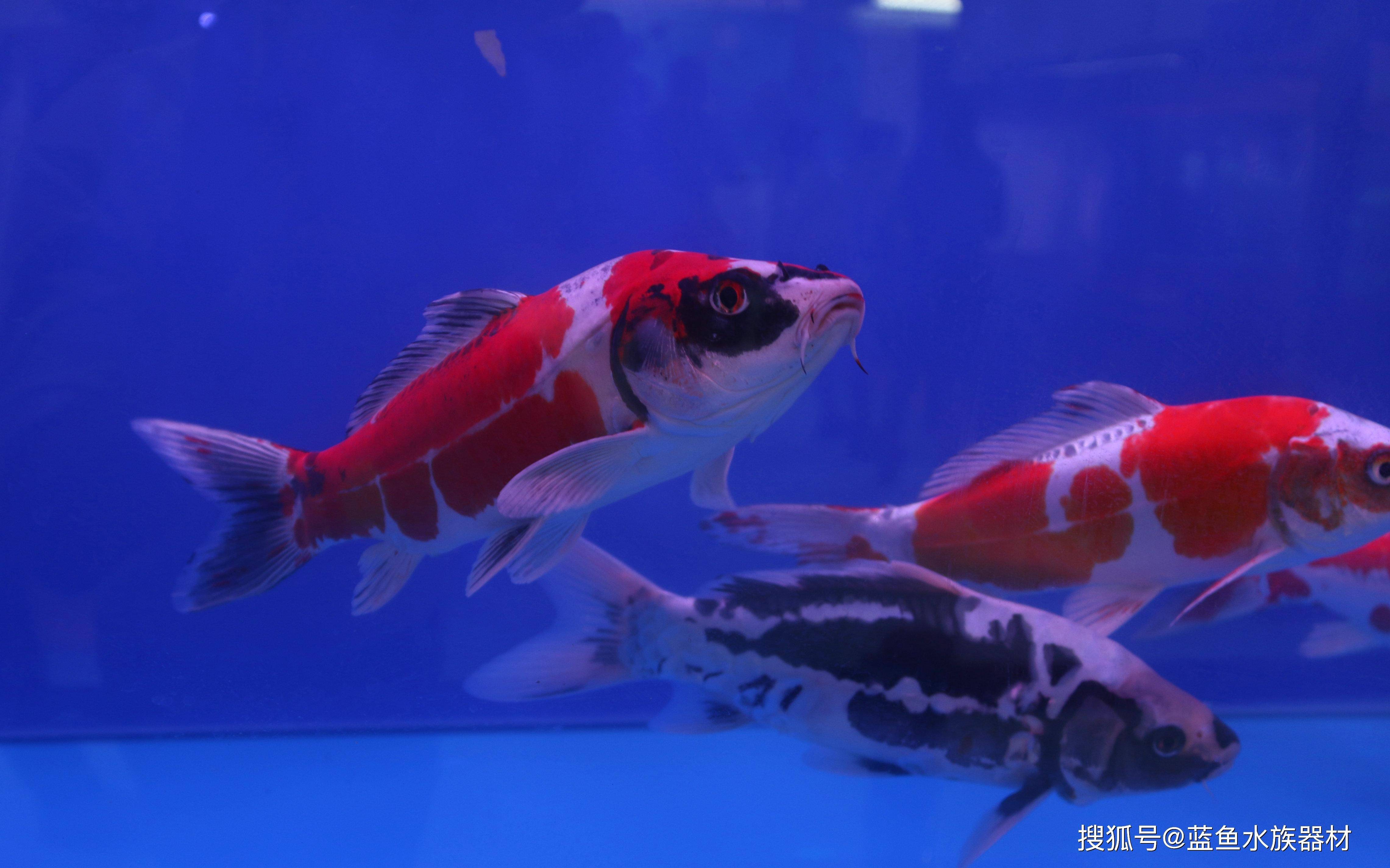 成都试管医院哪个好（锦鲤养殖过程中水霉病的症状和治疗）