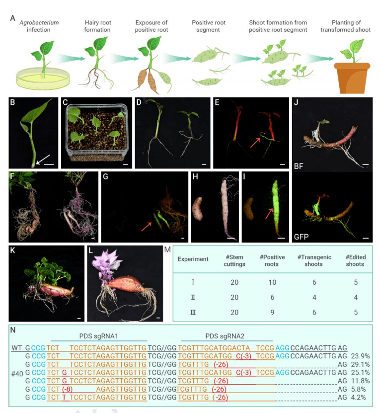 gene-edited, (a schematic of the tksgene-editing vector.