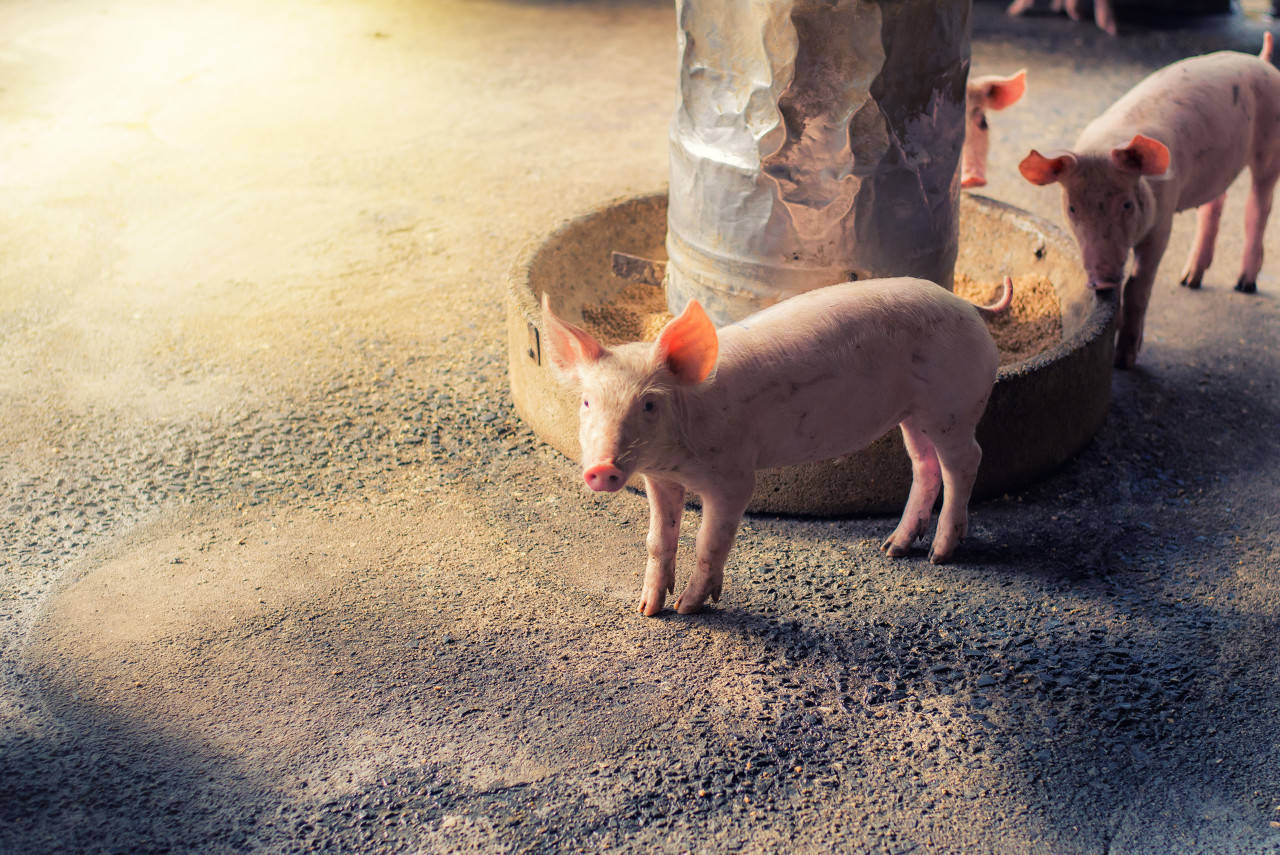 猪饲料价格逼近普通大米！300斤猪要吃800斤饲料，养殖户心态有点崩