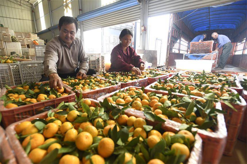 橘农忙着将柑橘分拣装箱。周亮摄橘农忙着将柑橘分拣装箱。周亮摄橘农忙