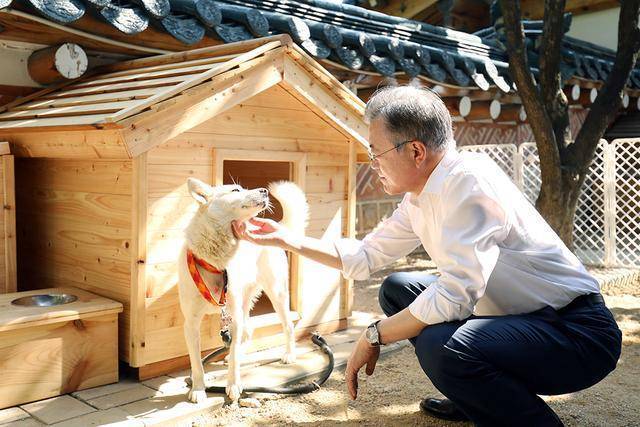疑因未获饲养所需财政支持，文在寅向尹锡悦政府移交朝方所赠犬只