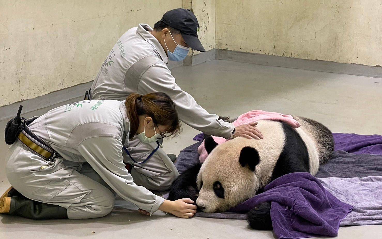 新闻8点见丨赠台大熊猫“团团”病逝；口服新冠药已下架