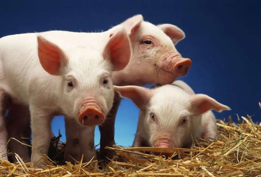 机构预测：猪价或仍未见顶，未来2-3个季度有望维持强势！