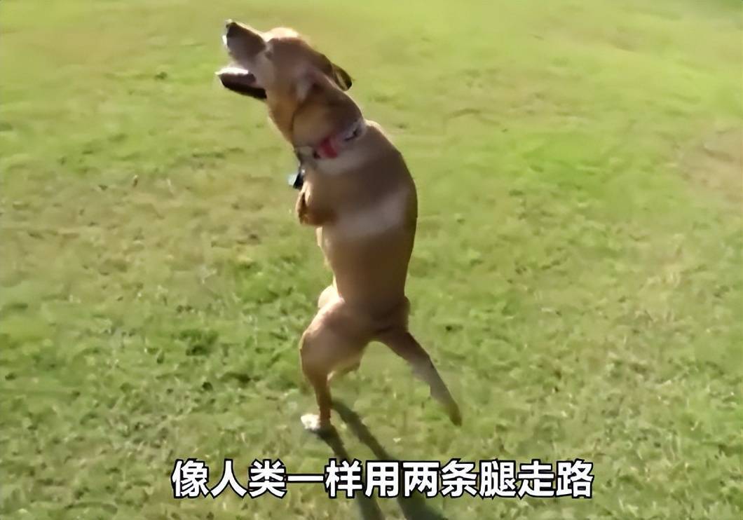 苏泊罕大草原有湖吗_世间罕有生物_世界罕见生物