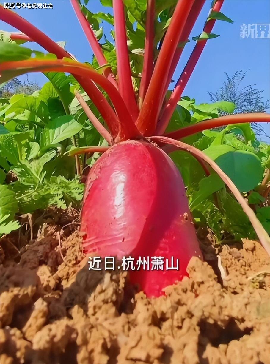 浙江杭州：大爷种三笼萝卜被偷二笼半，第二天早上变成萝卜丝，这些窃贼太可恶
