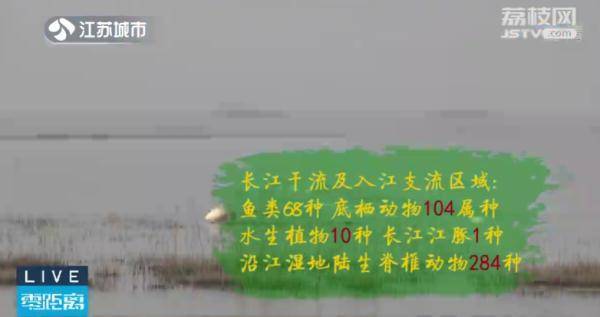 这次调查也基本掌握了长江干流及入江支流,紫金山区域的生物多样性