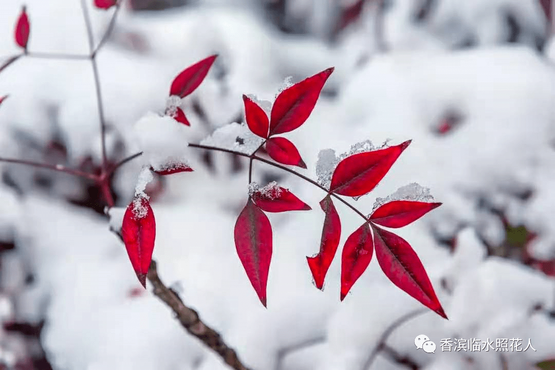 【思维导图“画”作文——如约而至的冬天】五年级 李墨轩《雪中即景》（14）  五年级作文 第8张