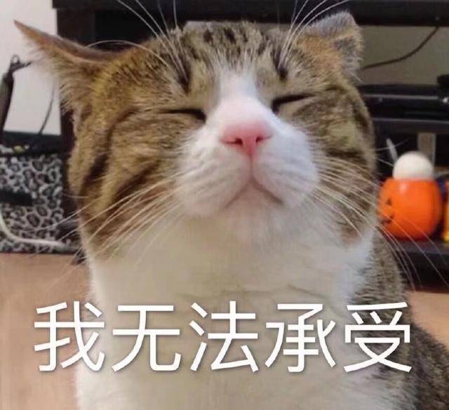 看到喵星人这些迷惑行为,原谅我,笑出了猪声…_猫咪_万恶_主子