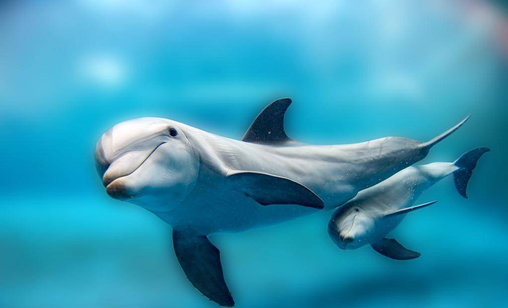 梦境中的神秘访客，探索梦到黑色海豚的深层含义