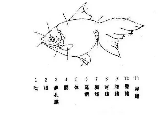 国画教程—写意鱼的画法_轮廓_斑纹_腹部