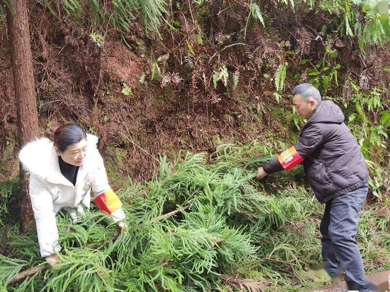 雨城晏场镇大里村：山林为伴 守护青山