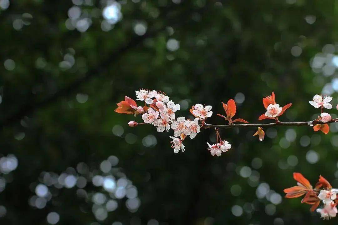 雨水诗词丨一帘新雨后，人世又逢春