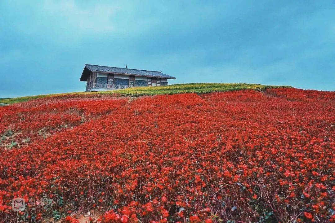 不行万亩樱花园，那座宝藏城市竟还有32个赏花地？