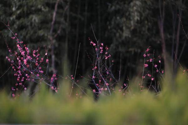 郑州即将进入“花季”！