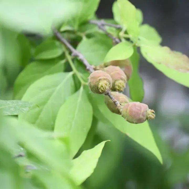 �������˱�����һĨ������ɫ