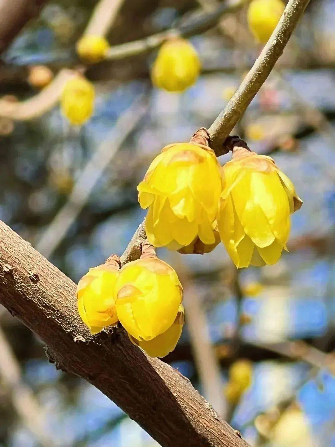 �������˱�����һĨ������ɫ