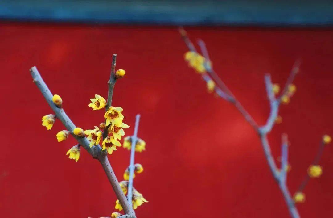 �������˱�����һĨ������ɫ