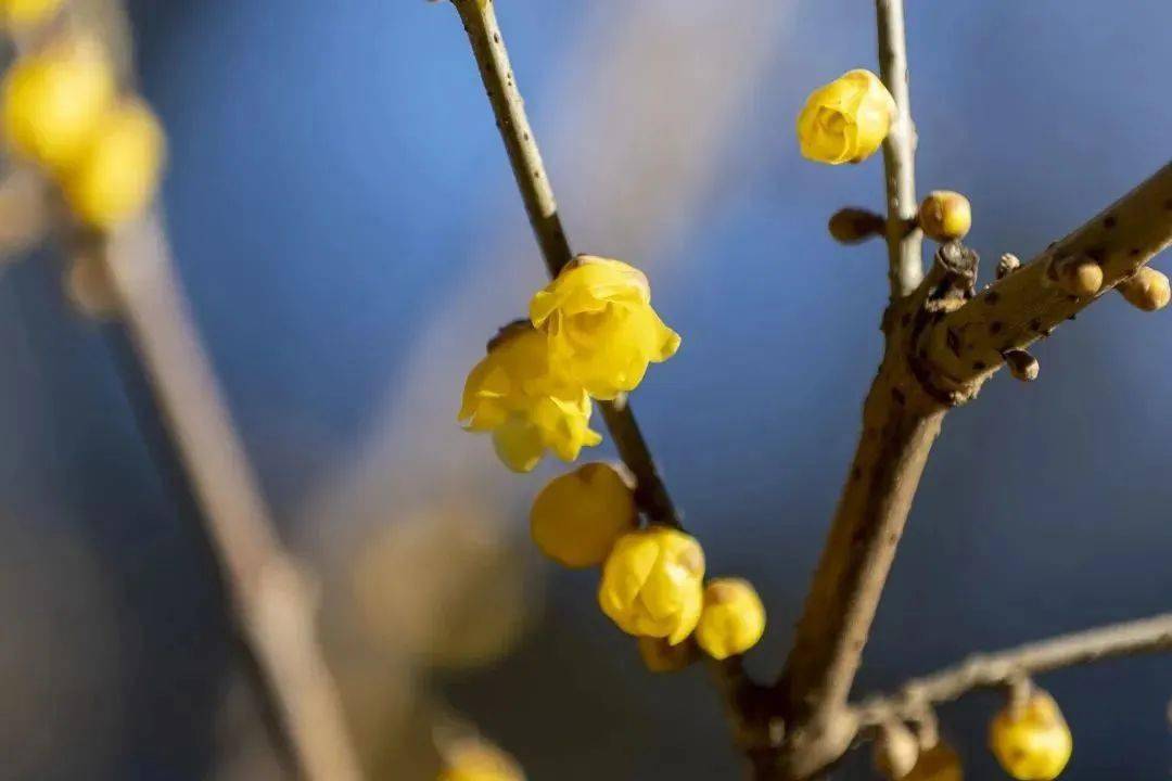 �������˱�����һĨ������ɫ