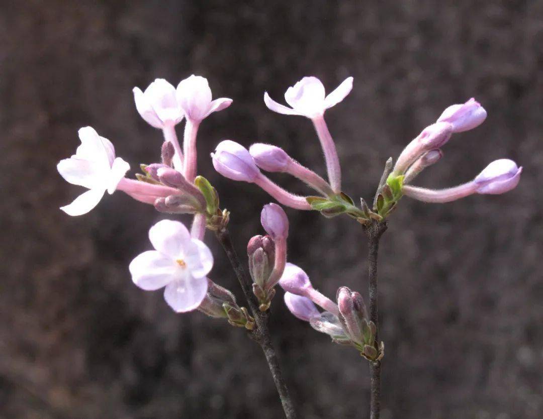 宁波“紫丁香”芫花在山野绽放