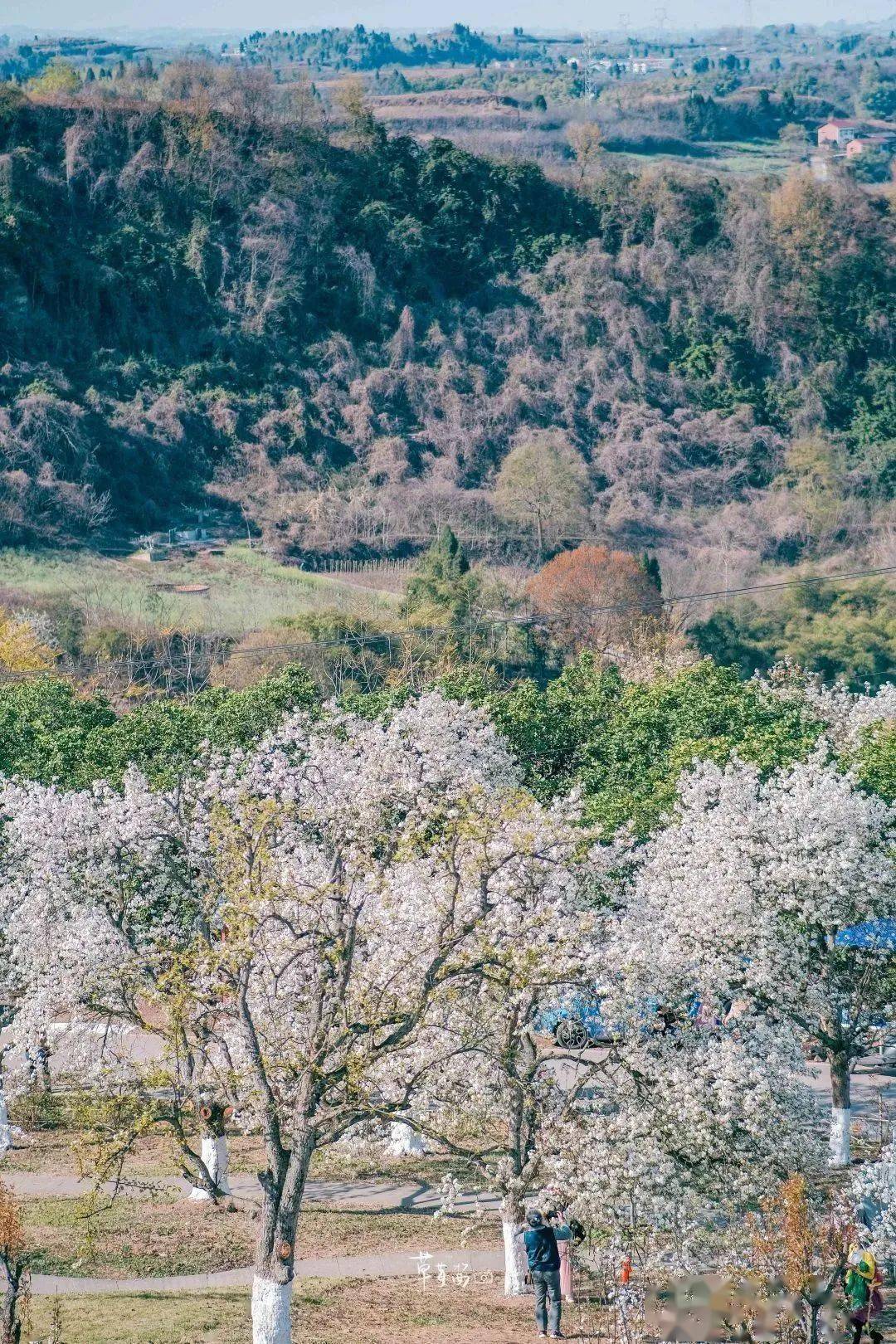 年年春天都爆美！内江0.5h实现梨花自在，百年梨树花海，景美还免费！