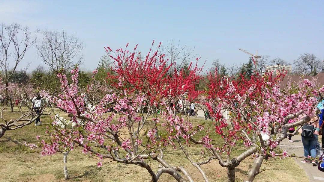 “淮安市区十大赏花地”公布！快来打卡！