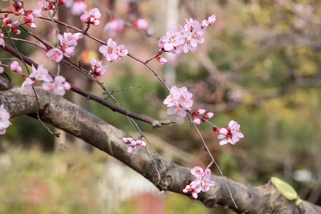 昌平开启“赏花热”！什么时候去哪里看什么花？那份攻略请收好→