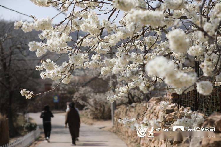 视觉山东丨群众视觉影像库一周图片精选（3月13日-3月19日）