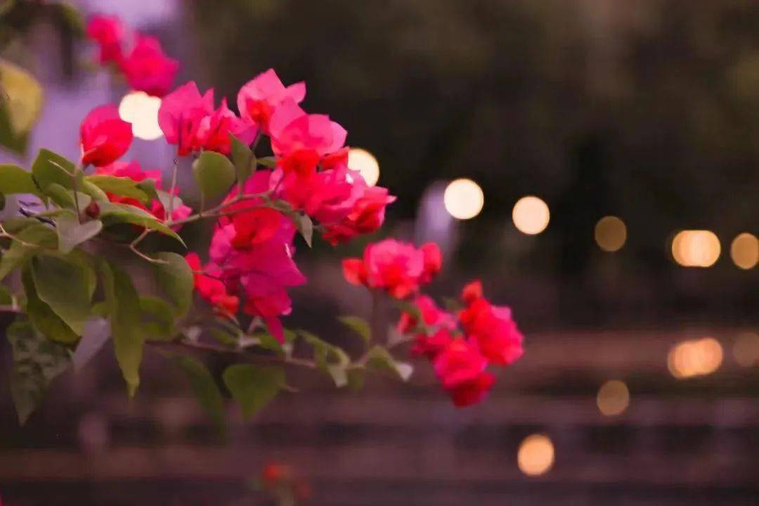 芬芳尺树寸泓，万物盎然广外校园遍布春天的气息邀你共赴一场与花的约会