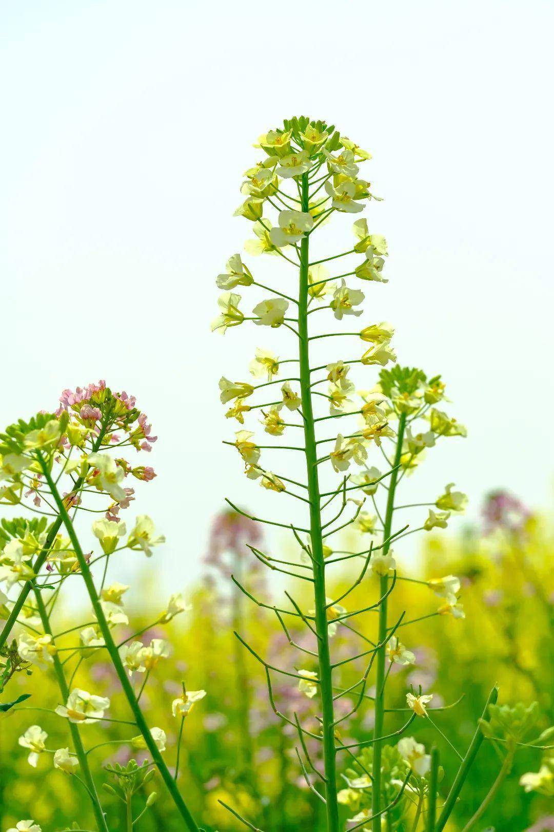 赏花何必远行？汉中那处“金色梦幻世界”藏着春天最美妙的光景~