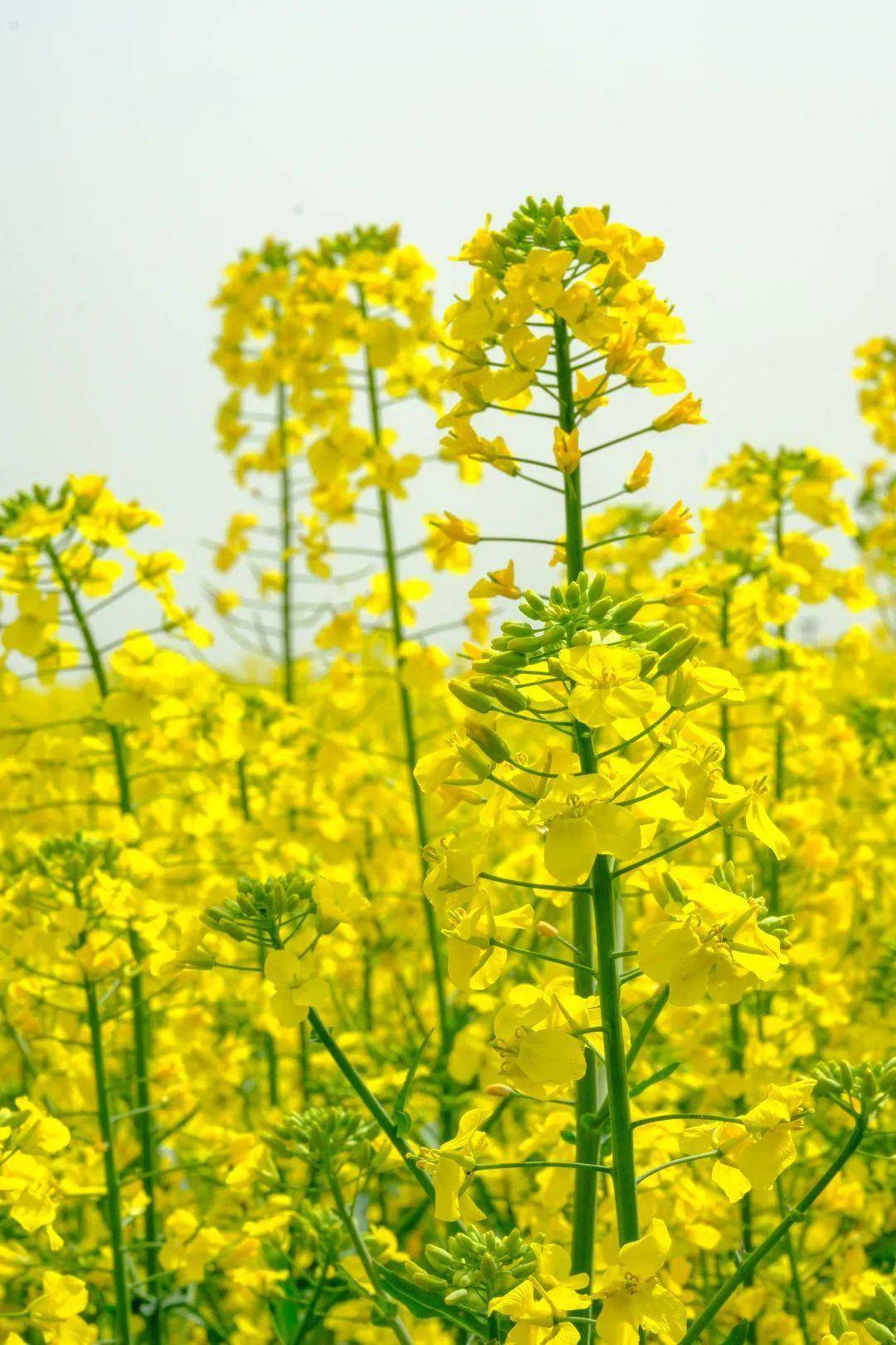 赏花何必远行？汉中那处“金色梦幻世界”藏着春天最美妙的光景~