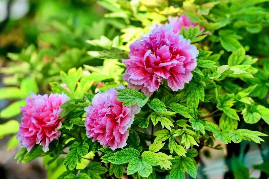 �й���һ�Ʋ���5A������Ƿծ4���ڣ���Ʊ���Ǽۣ���Ȫˮֻ ...