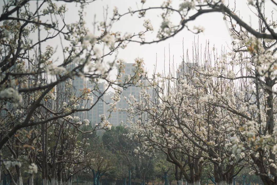 有一种叫云南的生活 | 藏不住的高校花海