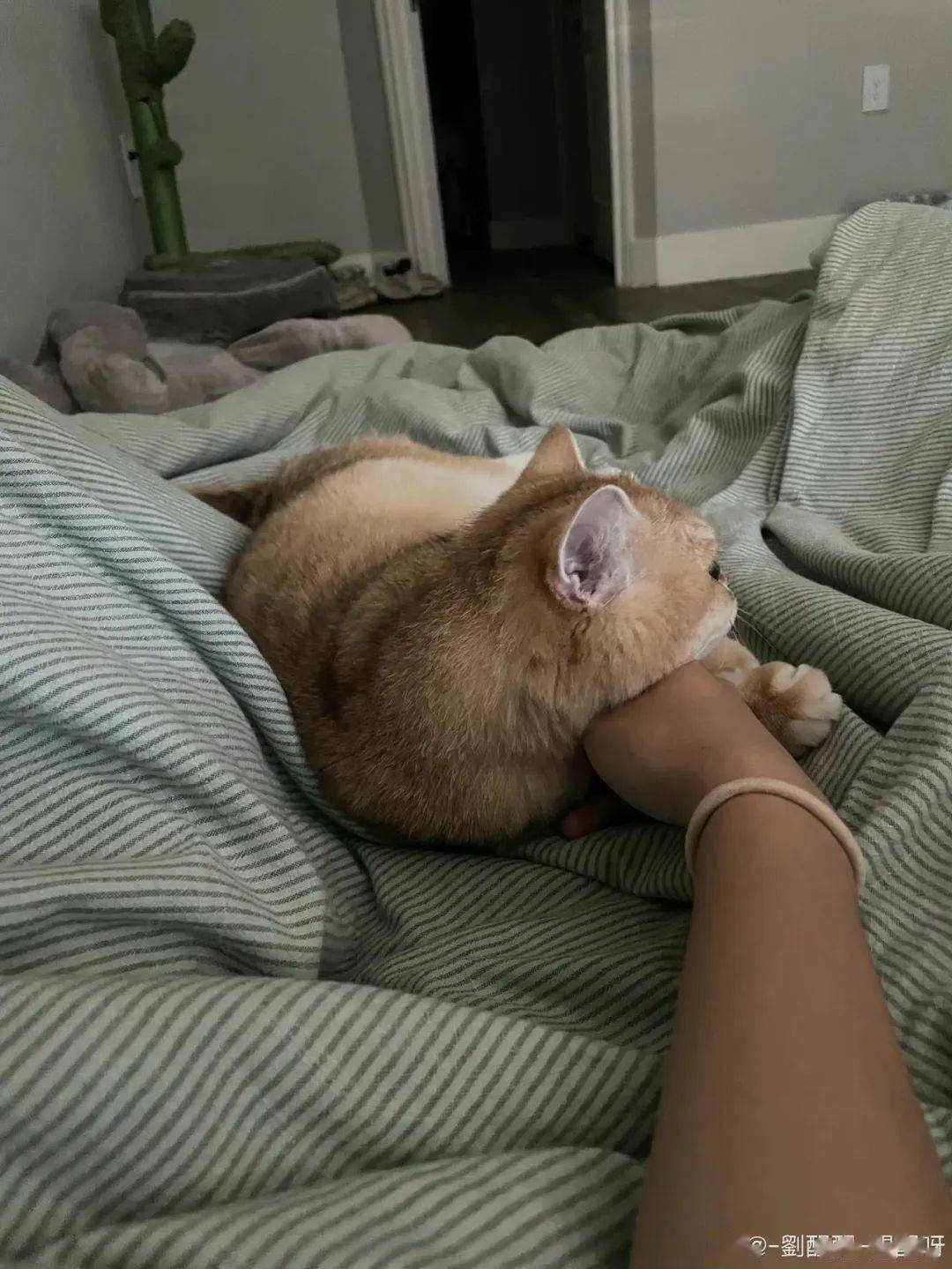 ���ë����Ϊʲôϲ������㣿