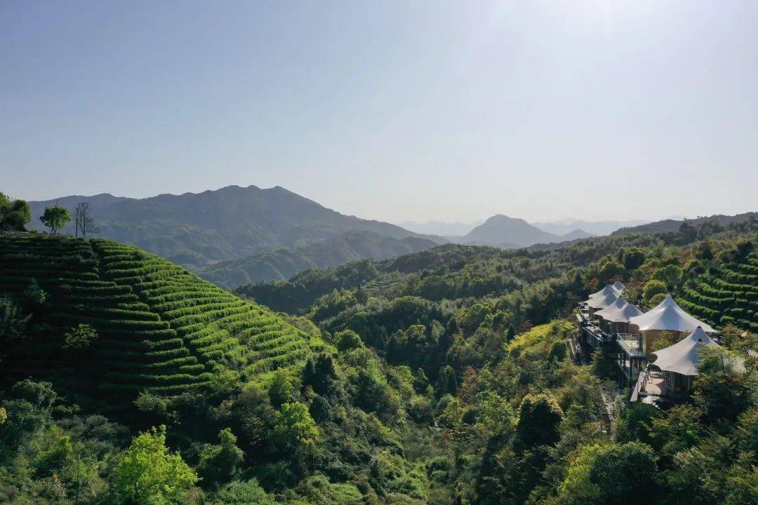 春茶已飘香，那一次就用指尖触摸春天吧~