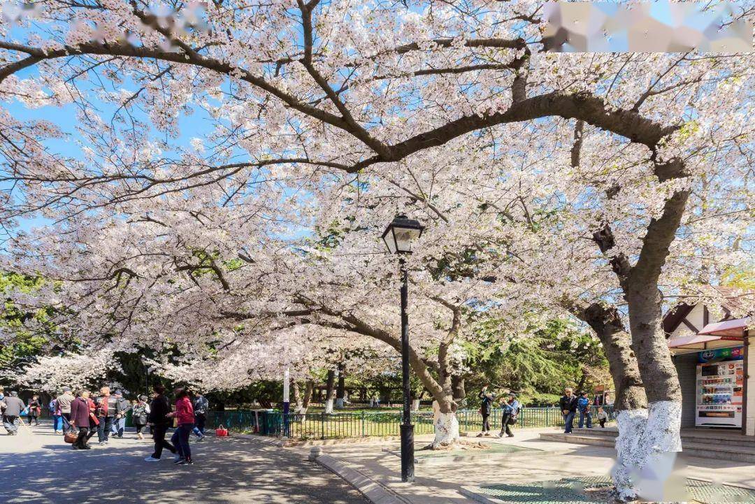 4月不来那座樱花开满的城市看看，我会遗憾整个春天