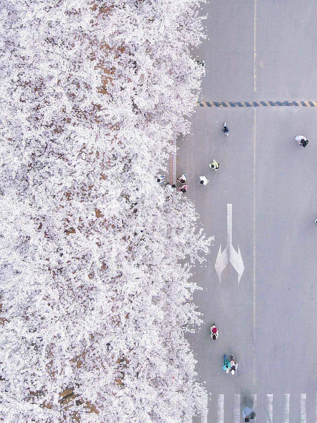 4月不来那座樱花开满的城市看看，我会遗憾整个春天